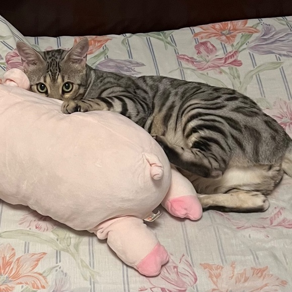 Meet your Posher, Robert - Picture 2 of 2